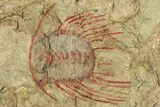 Selenopeltis Trilobite With Red Spines - Includes Pos/Neg #270545-4